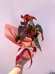 אנטוריום ארוז בנייר מעוצב אנטוריום ארוז בנייר מעוצב